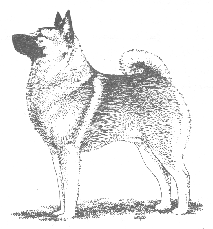 Elkhound1
